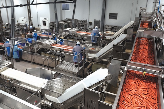 A carrot processing line seen from above, workers in blue coats and hairnets tending conveyors carrying washed carrots.